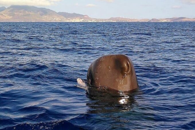 Madeira: Guaranteed Whales or Dolphins Watching Tour - Species to Encounter
