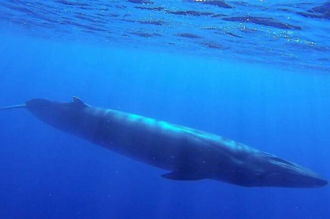 Madeira: Guaranteed Whales or Dolphins Watching Tour - Booking and Cancellation