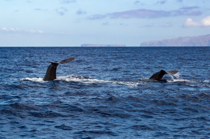 Madeira: Guaranteed Whales or Dolphins Watching Tour - Important Information and Customer Reviews