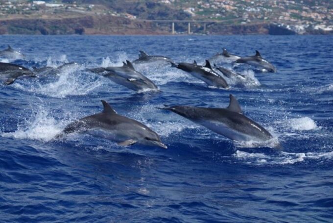 Madeira: Guaranteed Whales or Dolphins Watching Tour - Frequently Asked Questions