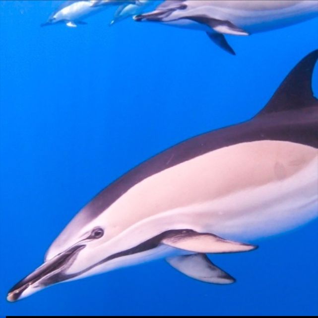 Madeira: Guaranteed Whales or Dolphins Watching Tour - Price and Duration