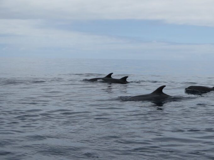 Madeira: Guaranteed Whales or Dolphins Watching Tour - Booking and Cancellation