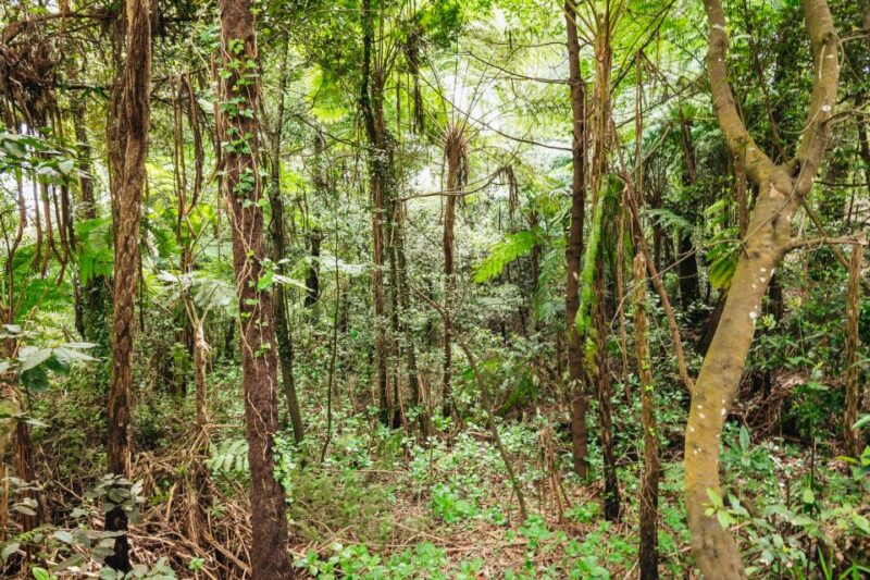 Madeira: Half-Day Pico Arieiro Jeep Tour - Customer Reviews