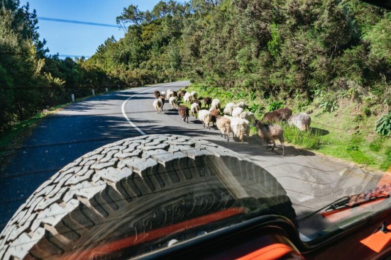Madeira: Half-Day Pico Arieiro Jeep Tour - Participant Experience