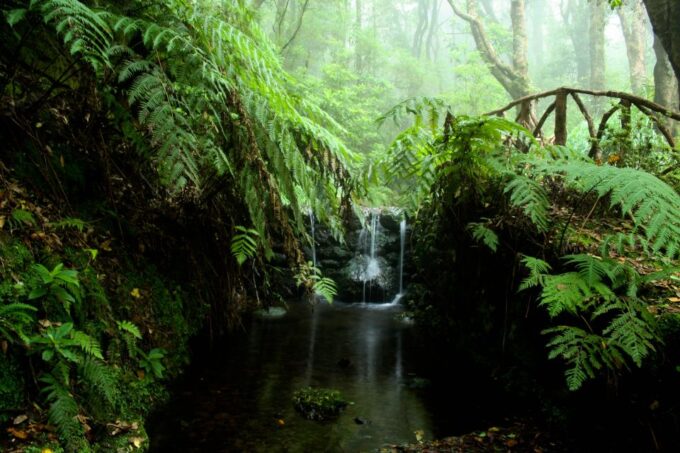 Madeira Island: Caldeirão Verde Levada Walk - Guide and Transportation Details