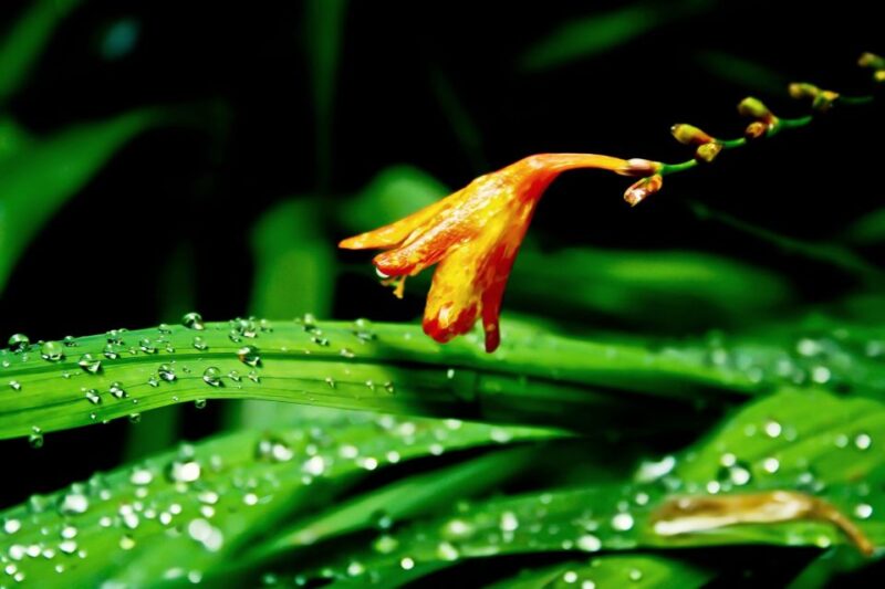Madeira Island: Caldeirão Verde Levada Walk - Customer Feedback and Ratings