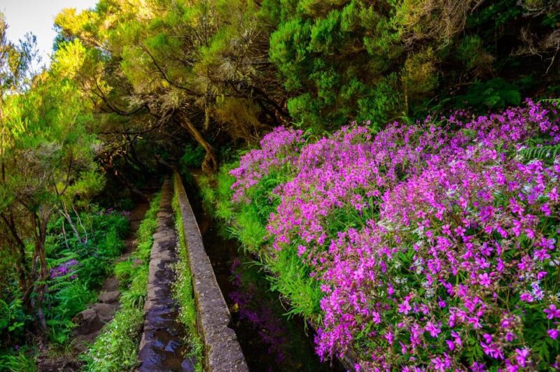 MADEIRA ISLAND WALK - 25 FOUNTAINS LEVADA - Madeiras Ecosystems