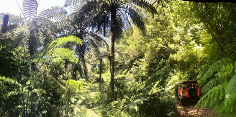 Madeira: Jeep 4x4 Old Forest Safari Tour With Pico Arieiro - Breathtaking Mountain and Forest Views