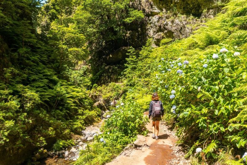 Madeira: Jungle Fever Levada Caldeirao Verde Hike Santana - Itinerary Details