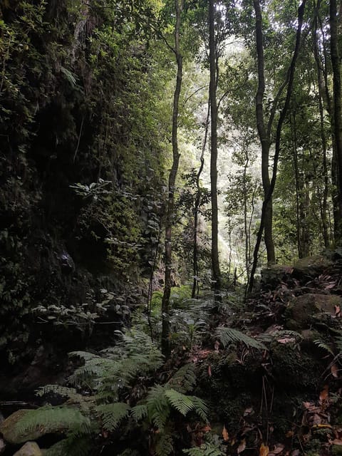 Madeira Laurissilva Rainforest Walk - Key Points