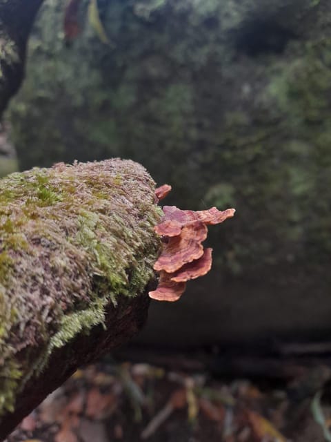 Madeira Laurissilva Rainforest Walk - Activity Details