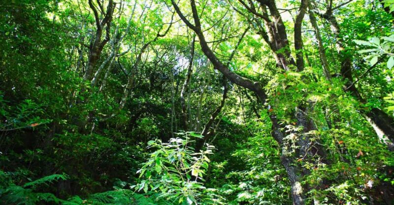 Madeira Laurissilva Rainforest Walk - Cancellation Policy