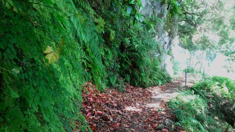 Madeira Laurissilva Rainforest Walk - Experience Highlights