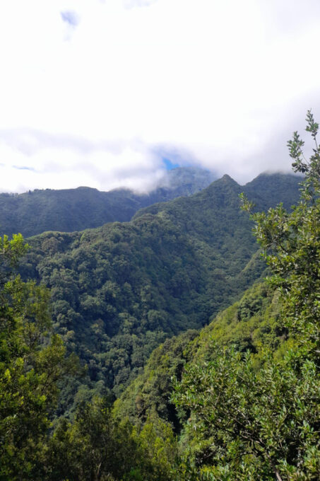 Madeira Laurissilva Rainforest Walk - Frequently Asked Questions
