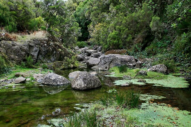 Madeira Levada Walk - Rabacal Lakes and Fountains - Customer Experiences