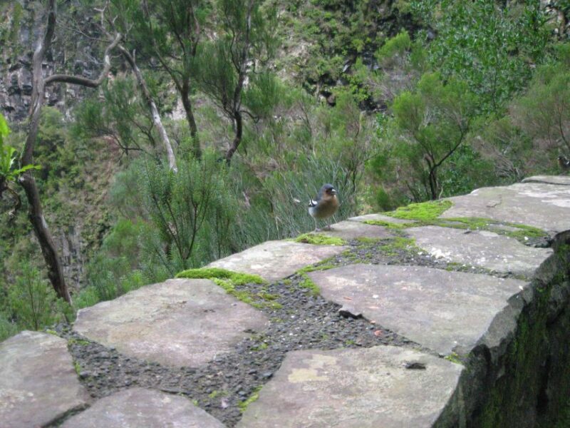 Madeira: Mountain Walk With Lagoon and Waterfalls - Choosing Participants