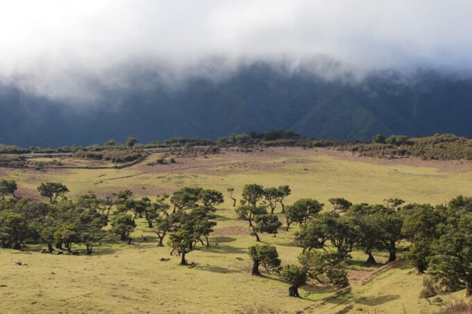 Madeira Plateau Walks - Recap