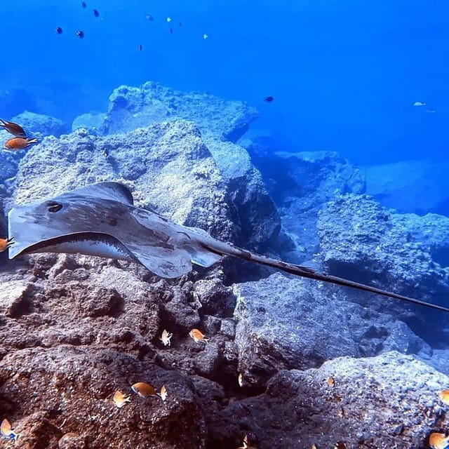 Madeira, Ponta São Lourenço: Scuba Diving for Beginners - Age and Health Requirements