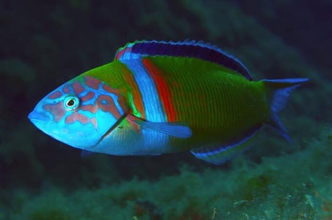 Madeira, Ponta São Lourenço: Scuba Diving for Beginners - Customer Feedback