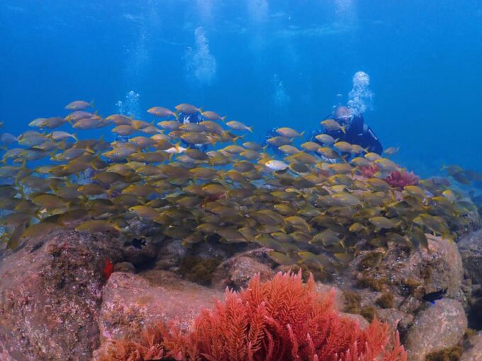 Madeira, Ponta São Lourenço: Scuba Diving for Beginners - Booking and Pricing