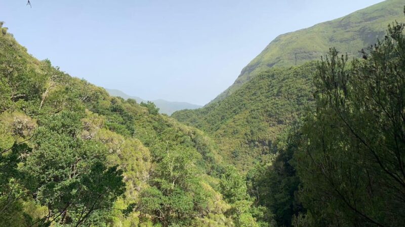 Madeira: Porto Moniz Lava Pool & Magic Fanal Forest Jeep4x4 - Scenic Photo Opportunities