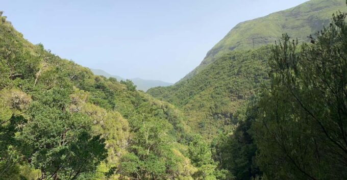 Madeira: Porto Moniz Lava Pool & Magic Fanal Forest Jeep4x4 - Important Information