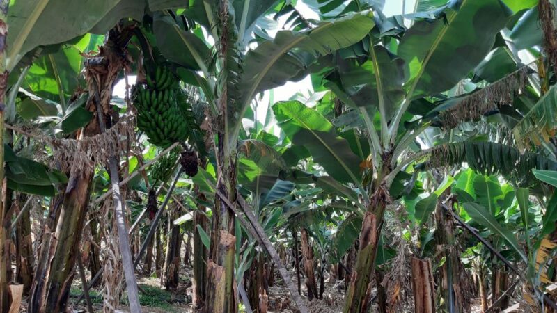 Madeira: Private Banana Farm Tour With Pickup - Key Points