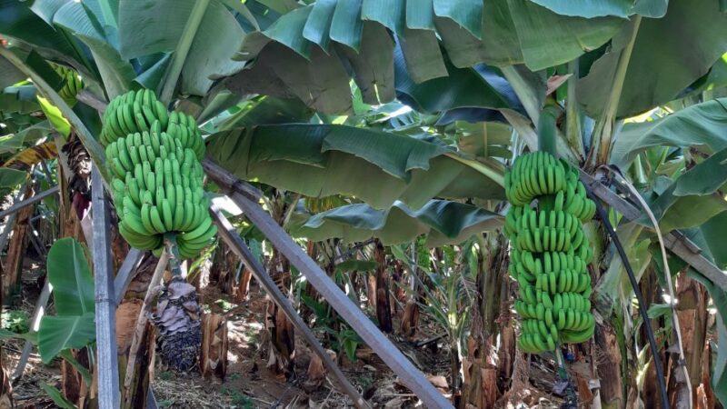 Madeira: Private Banana Farm Tour With Pickup - Booking Information