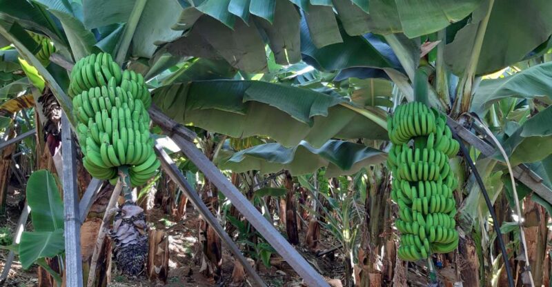 Madeira: Private Banana Farm Tour With Pickup - Highlights of the Tour