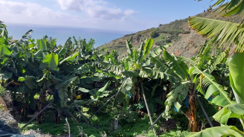Madeira: Private Banana Farm Tour With Pickup - Inclusions in the Tour