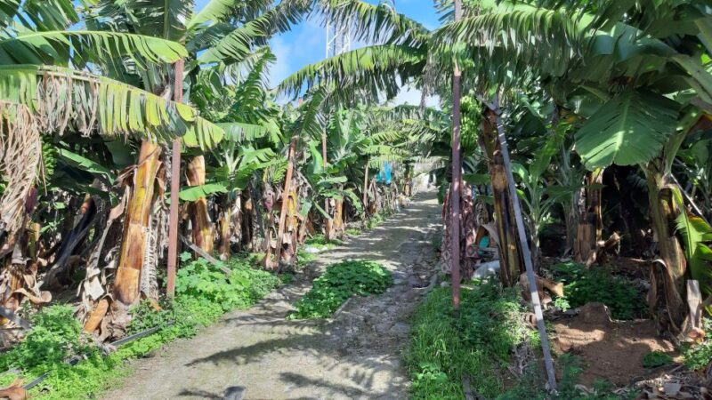 Madeira: Private Banana Farm Tour With Pickup - What to Bring