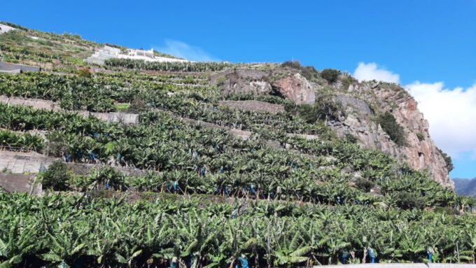 Madeira: Private Banana Farm Tour With Pickup - Frequently Asked Questions
