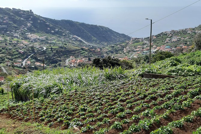 Madeira: Private Guided Levada Do Norte Walk - Review Summary