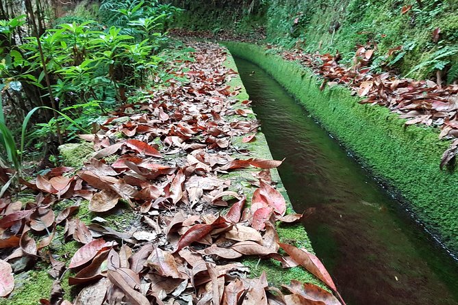 Madeira: Private Guided Levada Dos Tornos Boaventura Hike - Participant Requirements