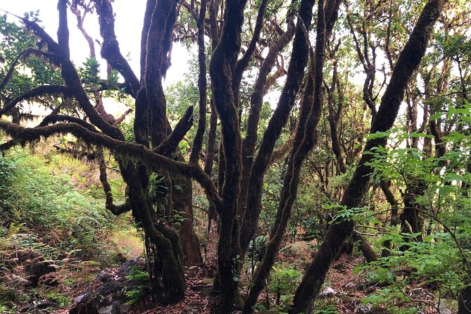 Madeira: Private Guided Walk Vereda Fanal PR13 - Activity Details