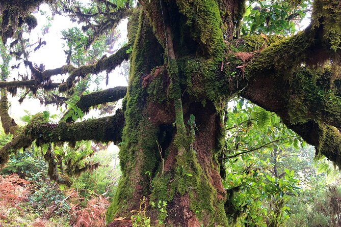 Madeira: Private Guided Walk Vereda Fanal PR13 - Pricing and Availability