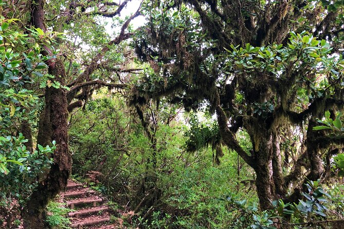 Madeira: Private Guided Walk Vereda Fanal PR13 - Cancellation Policy