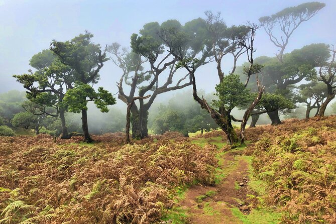 Madeira: Private Guided Walk Vereda Fanal PR13 - Guest Reviews