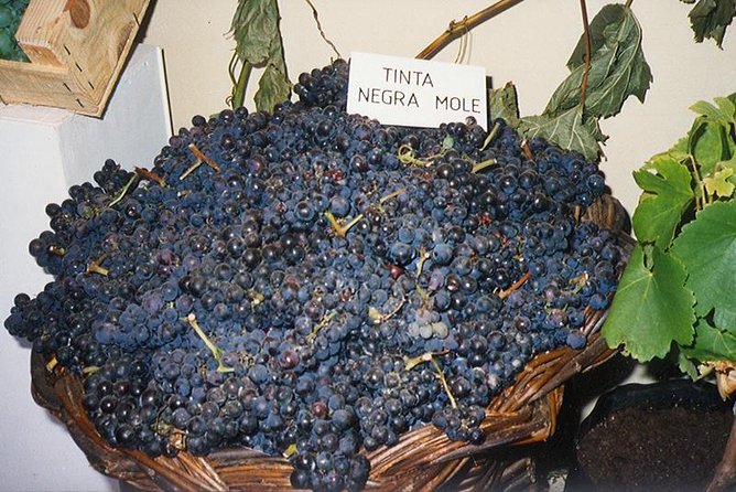 Madeira: Private Half-Day Wine Tasting Tour - Customer Experiences