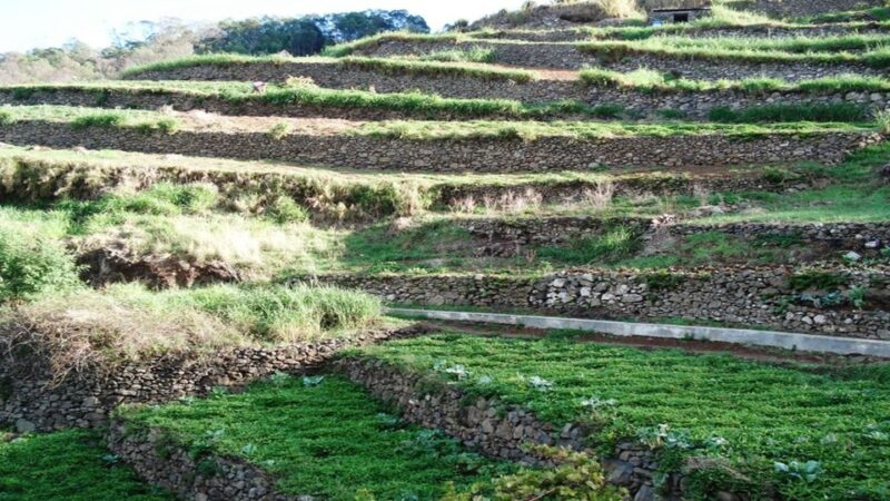 Madeira: Private Hike From Levada Do Caniçal to Machico - Exploring Rural Landscapes