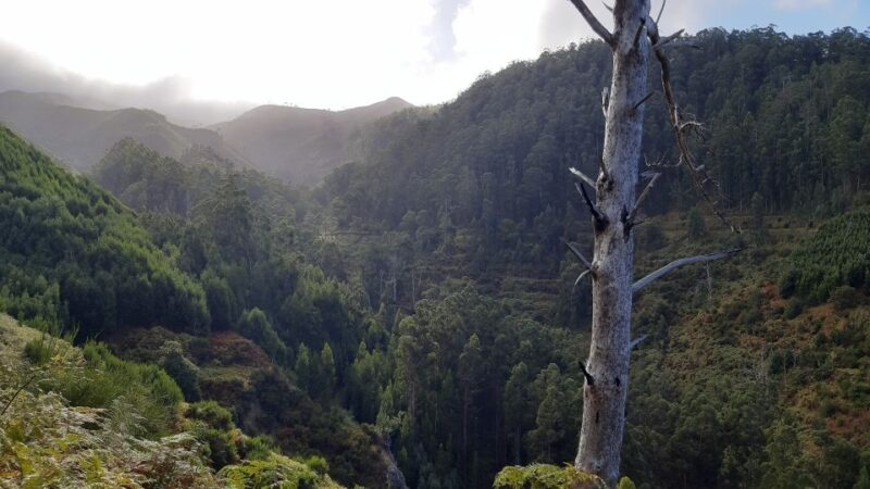 Madeira: Private Levada Ponta Do Pargo Walk - Key Points