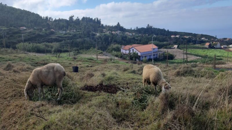 Madeira: Private Levada Ponta Do Pargo Walk - Preparation and Requirements