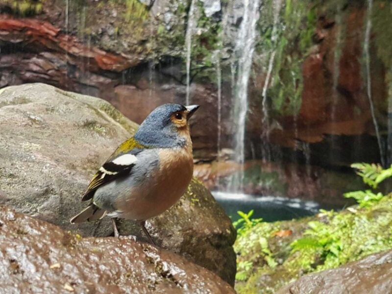 Madeira: Rabaçal Valley and the 25 Fountains Hike - Local Ecosystem and History