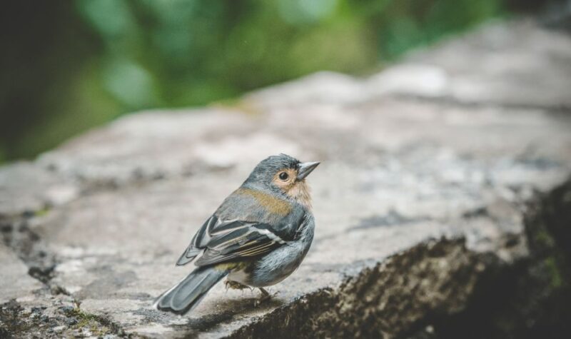 Madeira: Rabaçal Valley and the 25 Fountains Hike - Key Points
