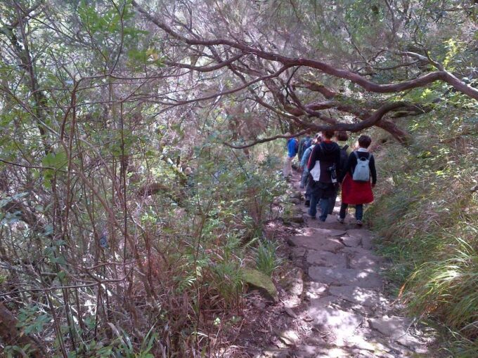 Madeira: Rabaçal Valleys 3-Hour Guided Walk - Discover Unique Flora