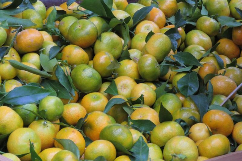 Madeira : Santo De Serra Local Farmers Market Half Day Trip - Key Points