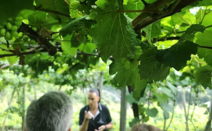 Madeira - Vineyard Tour Wine Tasting - Included - Scenic Viewpoints