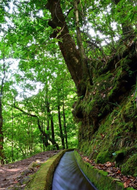 Madeira: Walking Tour Levada Do Rei/Ribeiro Bonito - Activity Details