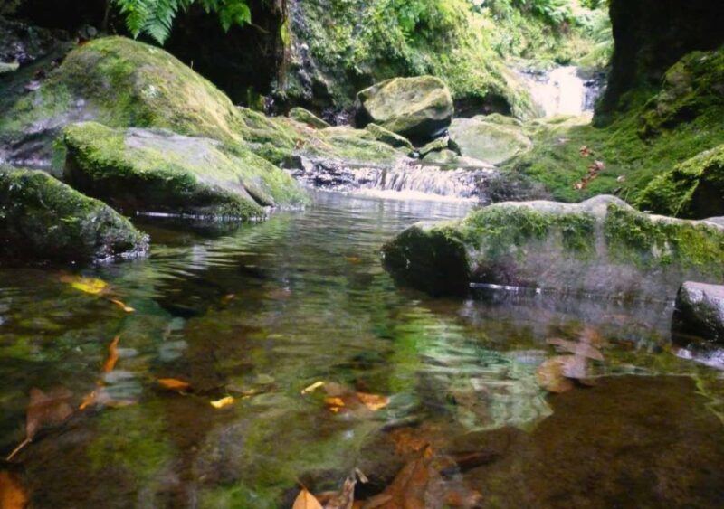 Madeira: Walking Tour Levada Do Rei/Ribeiro Bonito - Experience Highlights