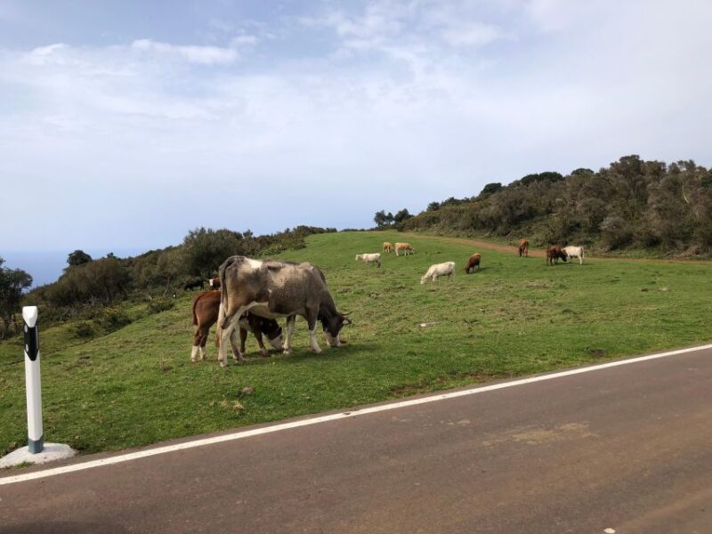 Madeira West Safari - the Natural Lava Pools of Porto Moniz - Participant Requirements